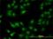 Programmed Cell Death 2 Like antibody, H00084306-M01, Novus Biologicals, Immunofluorescence image 