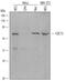 Cell Division Cycle 73 antibody, AF5508, R&D Systems, Western Blot image 