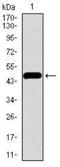 Prosaposin antibody, NBP2-37422, Novus Biologicals, Western Blot image 