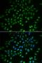 Heart- and neural crest derivatives-expressed protein 2 antibody, PA5-77111, Invitrogen Antibodies, Immunofluorescence image 