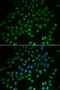 Heart And Neural Crest Derivatives Expressed 2 antibody, PA5-77111, Invitrogen Antibodies, Immunofluorescence image 