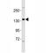 Erb-B2 Receptor Tyrosine Kinase 4 antibody, F40046-0.4ML, NSJ Bioreagents, Western Blot image 