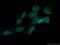 Mevalonate Diphosphate Decarboxylase antibody, 15331-1-AP, Proteintech Group, Immunofluorescence image 