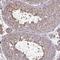 Annexin A5 antibody, NBP2-38248, Novus Biologicals, Immunohistochemistry frozen image 