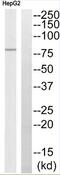 ATP Binding Cassette Subfamily B Member 7 antibody, abx014230, Abbexa, Western Blot image 