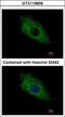 TMEM66 antibody, GTX119858, GeneTex, Immunofluorescence image 