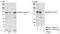 hHEL1 antibody, NB100-79835, Novus Biologicals, Western Blot image 