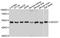 Dolichyl-Diphosphooligosaccharide--Protein Glycosyltransferase Non-Catalytic Subunit antibody, STJ111545, St John