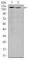 CD49D antibody, MA5-17102, Invitrogen Antibodies, Western Blot image 