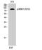 Ribosomal Protein S6 Kinase A5 antibody, A04922S212, Boster Biological Technology, Western Blot image 