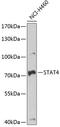 Signal Transducer And Activator Of Transcription 4 antibody, 22-613, ProSci, Western Blot image 