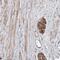Syndecan Binding Protein antibody, NBP1-86979, Novus Biologicals, Immunohistochemistry paraffin image 