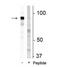 Niban Apoptosis Regulator 2 antibody, NBP2-60779, Novus Biologicals, Western Blot image 