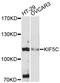 Kinesin Family Member 5C antibody, LS-C748825, Lifespan Biosciences, Western Blot image 