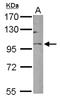 Golgin A5 antibody, NBP1-31862, Novus Biologicals, Western Blot image 