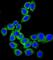 CD46 Molecule antibody, abx032307, Abbexa, Western Blot image 