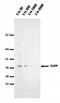 Cadherin 11 antibody, orb76595, Biorbyt, Western Blot image 