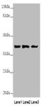 Annexin A1 antibody, A53424-100, Epigentek, Western Blot image 