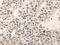 Mediator of RNA polymerase II transcription subunit 28 antibody, CSB-PA922141, Cusabio, Immunohistochemistry frozen image 