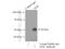 MAF BZIP Transcription Factor antibody, 55013-1-AP, Proteintech Group, Immunoprecipitation image 