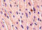 Bone Morphogenetic Protein 7 antibody, A52444-100, Epigentek, Immunohistochemistry paraffin image 