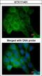 Calcium/Calmodulin Dependent Protein Kinase II Delta antibody, LS-B10795, Lifespan Biosciences, Immunocytochemistry image 