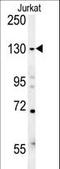 Euchromatic Histone Lysine Methyltransferase 2 antibody, LS-C167670, Lifespan Biosciences, Western Blot image 
