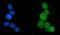 Eukaryotic Elongation Factor 2 Kinase antibody, A02277-3, Boster Biological Technology, Immunofluorescence image 