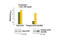 Eukaryotic Translation Initiation Factor 4E antibody, 7938C, Cell Signaling Technology, Enzyme Linked Immunosorbent Assay image 