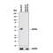 DnaJ Heat Shock Protein Family (Hsp40) Member B1 antibody, AF4145, R&D Systems, Western Blot image 