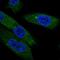 EBP Like antibody, NBP2-13943, Novus Biologicals, Immunocytochemistry image 