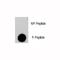 Eukaryotic Translation Initiation Factor 4E antibody, F48538-0.4ML, NSJ Bioreagents, Dot Blot image 