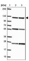 Ankyrin Repeat Domain 62 antibody, NBP2-32495, Novus Biologicals, Western Blot image 
