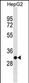 T Cell-Interacting, Activating Receptor On Myeloid Cells 1 antibody, PA5-49108, Invitrogen Antibodies, Western Blot image 