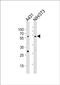 Polycomb protein EED antibody, PA5-72224, Invitrogen Antibodies, Western Blot image 