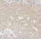 Pyp antibody, FNab06656, FineTest, Immunohistochemistry frozen image 