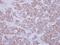 Glycosyltransferase Like Domain Containing 1 antibody, LS-C155679, Lifespan Biosciences, Immunohistochemistry frozen image 