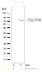 Insulin Receptor antibody, 710101, Invitrogen Antibodies, Western Blot image 
