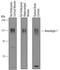 Neuroligin 1 antibody, PA5-48050, Invitrogen Antibodies, Western Blot image 