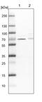CDK5 Regulatory Subunit Associated Protein 3 antibody, PA5-54627, Invitrogen Antibodies, Western Blot image 
