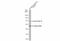 Coagulation Factor X antibody, GTX109830, GeneTex, Western Blot image 