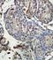 Zinc Finger Protein 317 antibody, orb78386, Biorbyt, Immunohistochemistry paraffin image 