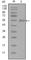 Synaptotagmin 1 antibody, abx011587, Abbexa, Western Blot image 