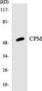 Carboxypeptidase M antibody, LS-C291828, Lifespan Biosciences, Western Blot image 