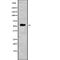DNA Polymerase Mu antibody, abx217851, Abbexa, Western Blot image 