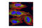 Eukaryotic Translation Initiation Factor 4 Gamma 1 antibody, 2858S, Cell Signaling Technology, Immunofluorescence image 
