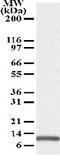 Phorbol-12-myristate-13-acetate-induced protein 1 antibody, ab13654, Abcam, Western Blot image 