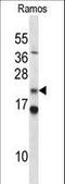 COP9 Signalosome Subunit 8 antibody, LS-C166946, Lifespan Biosciences, Western Blot image 