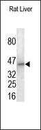 Growth Hormone Secretagogue Receptor antibody, 252163, Abbiotec, Western Blot image 
