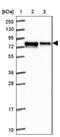 Fragile X Mental Retardation 1 antibody, NBP2-38617, Novus Biologicals, Western Blot image 